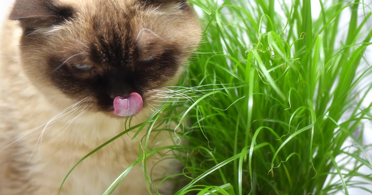Jak pěstovat kočičí trávu: 5 tipů na péči o kočičí trávu