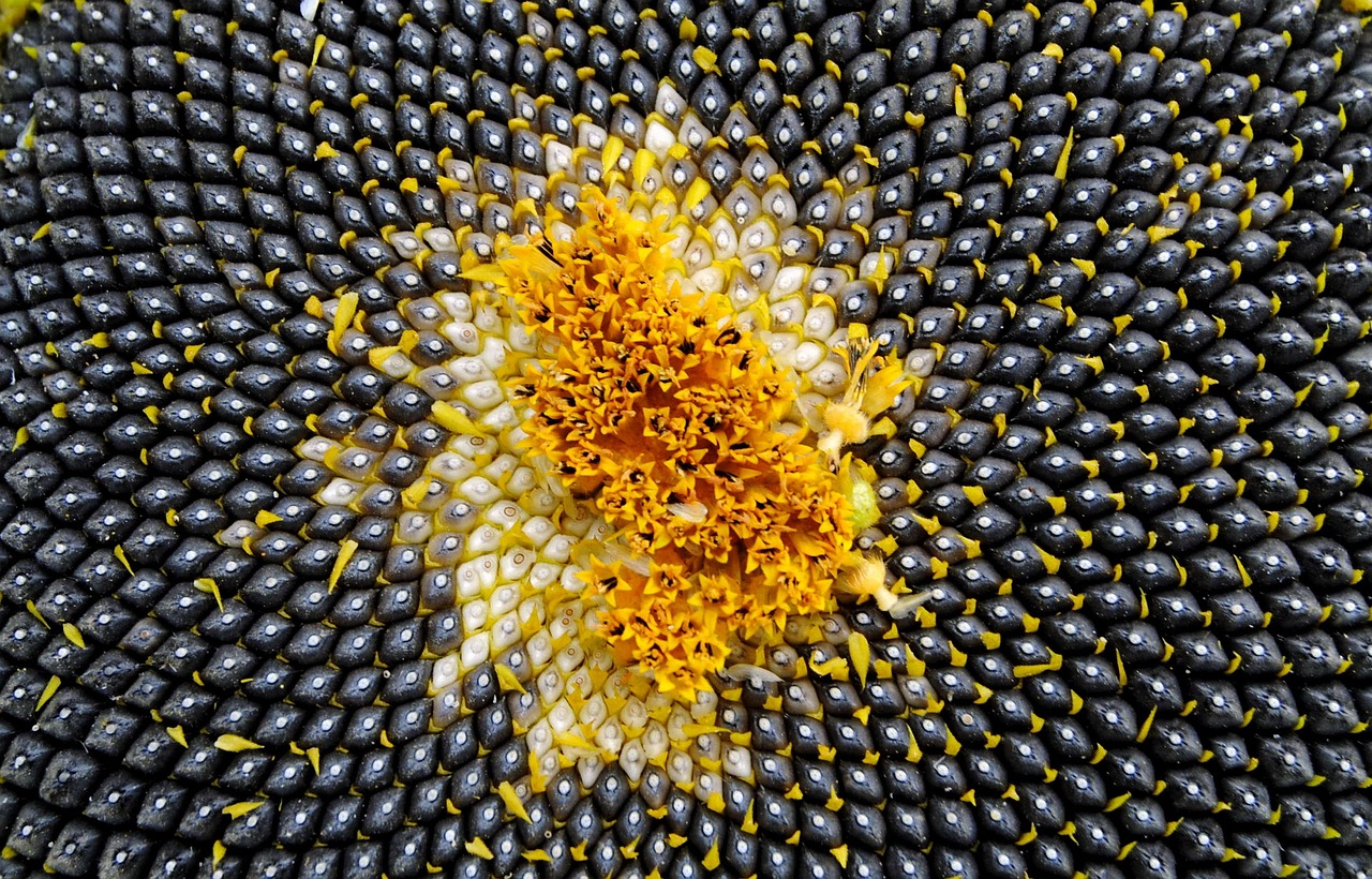 Jak sklízet slunečnicová semínka